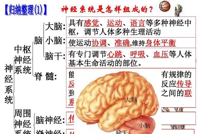 皮层小脑的主要功能是,简述小脑的主要功能及出现障碍后的表现图3