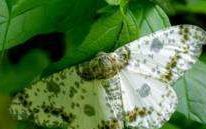 蚕和蚕蛾有什么区别,请从系统生物学说明蚕和蛾的区别和联系